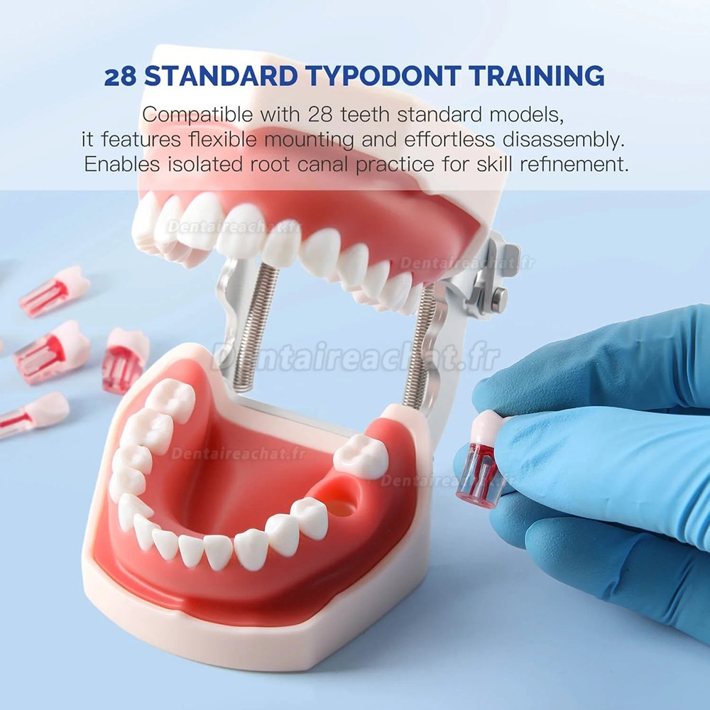 Modèle de dentier typodontique (28 pièces/ensemble), pour la pratique du traitement de canal.